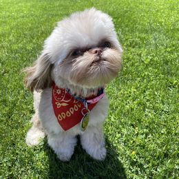 Canela - Shih Tzu