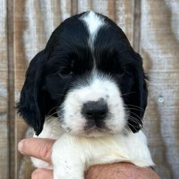 Yellow - Black and white male English Springer Spaniel puppy in Godley, Texas from Legacy Springer Spaniels