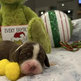 Yellow boy - Liver white and tan male English Springer Spaniel puppy in Cleburne, Texas from Powers English Springer Spaniels