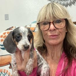 Daisy - Blue and cream female Dachshund puppy in Brooksville, Florida from Ween Acres