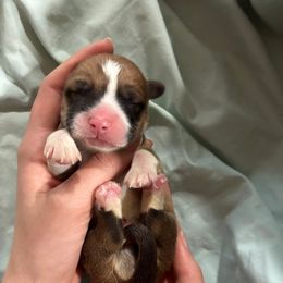 Roger - Red male Pembroke Welsh Corgi puppy in Delton, Michigan from CorGizmo