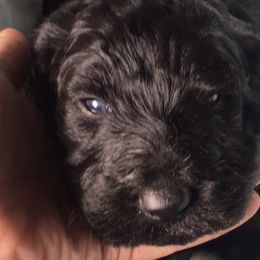Cockapoos, Cocker Spaniels, and Labradoodles from On The Farm Doodles