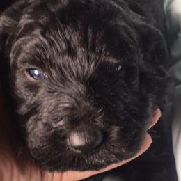 Cockapoos, Cocker Spaniels, and Labradoodles from On The Farm Doodles