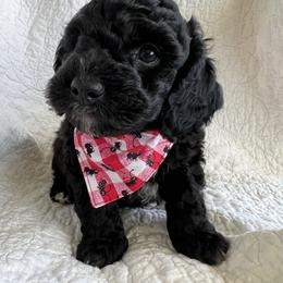 Bernedoodle Puppies from Birdies Mini Bernedoodles