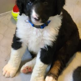 Boy 1 - Bernedoodle puppy in Grant, Michigan from Sanchez Bernedoodle Puppies
