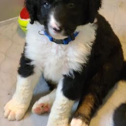 Boy 1 - Bernedoodle puppy in Grant, Michigan from Sanchez Bernedoodle Puppies