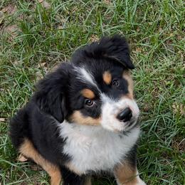 Montana - Black tri-color female Australian Shepherd puppy in Orangevale, California from Winchester Aussies