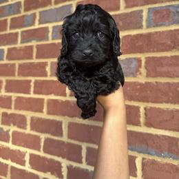 Cockapoo All Grown Up from Ace of Spades Yorkies