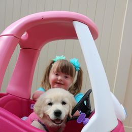 German Shepherd and Golden Retriever Puppies from Sweetheart Therapy Dogs LLC