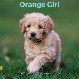 Girl 2 - Australian Labradoodle puppy in Darien, Connecticut from Nutmeg by the Sea Australian Labradoodles