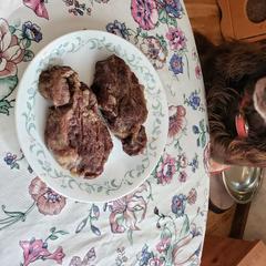 Boykin Spaniels from Bear Creek Boykin Spaniels