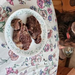 Boykin Spaniels from Bear Creek Boykin Spaniels