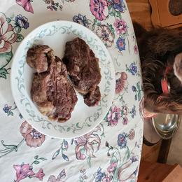 Boykin Spaniels from Bear Creek Boykin Spaniels