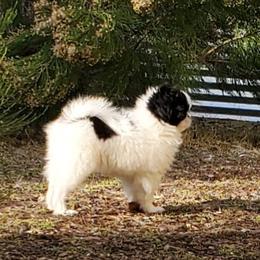 Japanese Chin Puppies from KaLor Japanese Chin