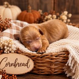 Cornbread - Red  male Goldendoodle puppy in Atwood, Oklahoma from Luxe Doodle Haven