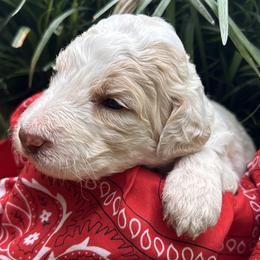 Daisey - Cream female Aussiedoodle puppy in Kings Mountain, North Carolina from Champion Farms Doodles