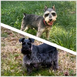 Miniature Schnauzer puppies from Bobo’s Babies Kennels