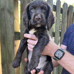 English Cocker Spaniel Puppies from River Trail Kennels