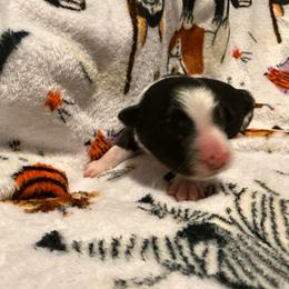 Sophia - Black and white female Border Collie puppy in Griffin, Georgia from Cloudland Border Collies