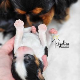 Cavalier King Charles Spaniel Puppies from Royalton Cavaliers