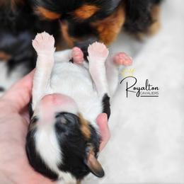 Cavalier King Charles Spaniel Puppies from Royalton Cavaliers