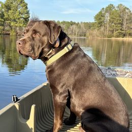 Luke - Labrador Retriever