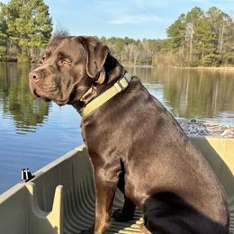 Luke - Labrador Retriever