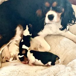 Cavalier King Charles Spaniel Puppies from Ohana Cavalier King Charles Spaniels