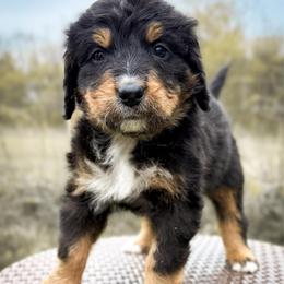 Boy 5 - Tri-color male Bernedoodle puppy in Montrose, Michigan from Livy’s Doodles