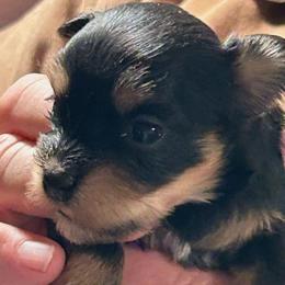 Boy 3 - Black and tan male Havanese puppy in Melba, Idaho from Lawson Havanese