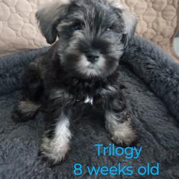 Schnoodle Puppies from Smart Schnauzers & Schnoodles