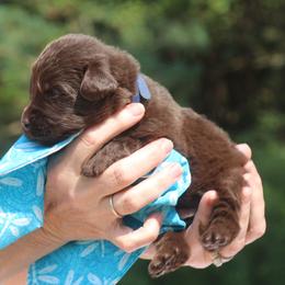 Newfoundland Puppies from Pine River Newfoundlands