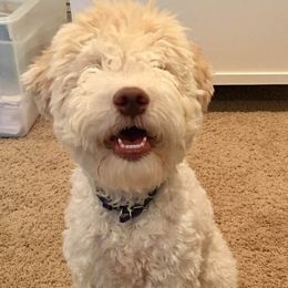 Lagotti Romagnoli from Yellow Brick Road Lagotto Romagnolo