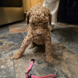 Pink Collar - Apricot female Poodle puppy in Henagar, Alabama from Windy Oak Kennels