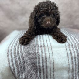 Acorn - Brown female Poodle puppy in Walnut Creek, California from JJ West Coast Pups