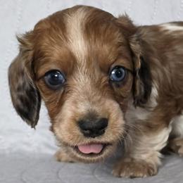 Flora - Piebald female Dachshund puppy in Golden Valley, Arizona from Greatest Journey Ranchette