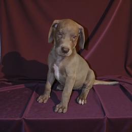 Aria - Chocolate female Great Dane puppy in Walker, Louisiana from La Rebel Danes
