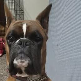 Boxers from Southwest Mountain Boxers