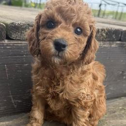 Gale - Red  female Goldendoodle puppy in De Pere, Wisconsin from Kinzor Kennels