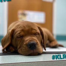 Labrador Retriever Puppies from Kilgore’s Labrador Retrievers