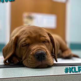 Labrador Retriever Puppies from Kilgore’s Labrador Retrievers