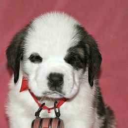 Saint Bernard Puppies from Dementhon Saint Bernards