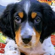 English Setters from Timberdoo Kennels