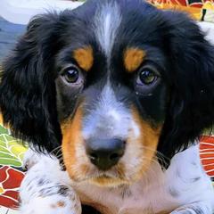 English Setters from Timberdoo Kennels