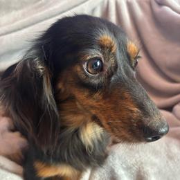 Abby - Dachshund
