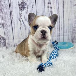 Brazil - Fawn and white female French Bulldog puppy in Hillsboro, Ohio from Pennington Family Frenchies