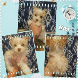 Boy 1 - Tan and white male Yorkshire Terrier puppy in Wartburg, Tennessee from Amanda's Precious Pups