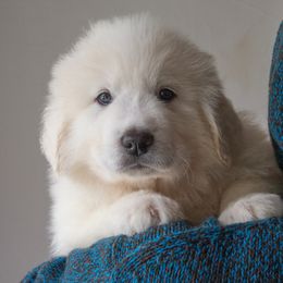 Great Pyrenees Puppies from Kings River Great Pyrenees