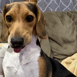 Ella - Beagle