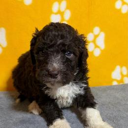 Lucy - Brown and white female Bernedoodle puppy in Battle Creek, Michigan from T-Rose’s Bernedoodle & Pomsky Puppies